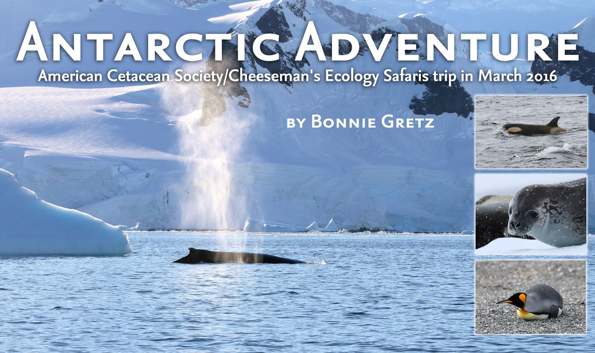 Antarctic Adventure by Bonnie Gretz