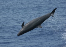 Baird Whale