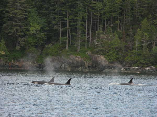 orcas in 2007