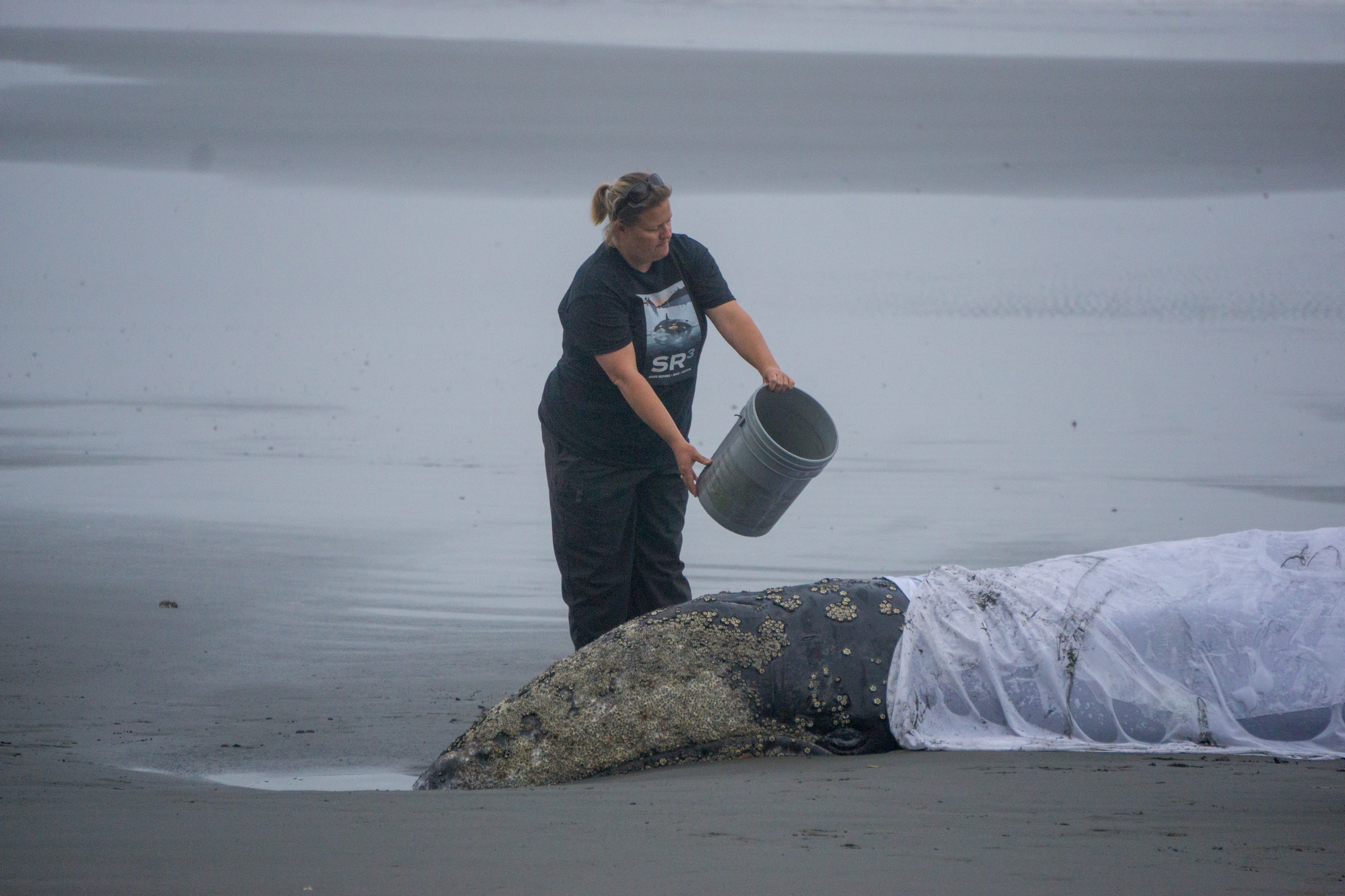 Casey Mclean, Gray Whale Response