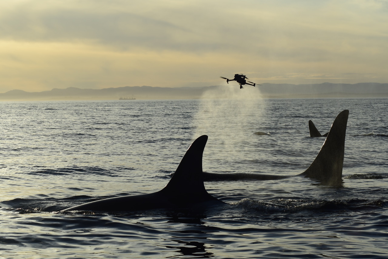 Joe Gaydos, Health Assessments and Electronic Medical Records: Tools for Saving Southern Resident Killer Whales