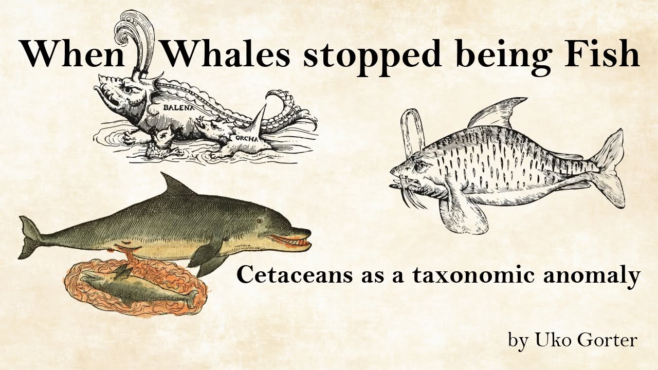Uko Gorter, When Whales stopped being Fish: Cetaceans as a taxonomic anomaly