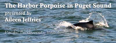 The Harbor Porpoise in Puget Sound, presented by Aileen Jeffries, Pacific Biodiversity Institute