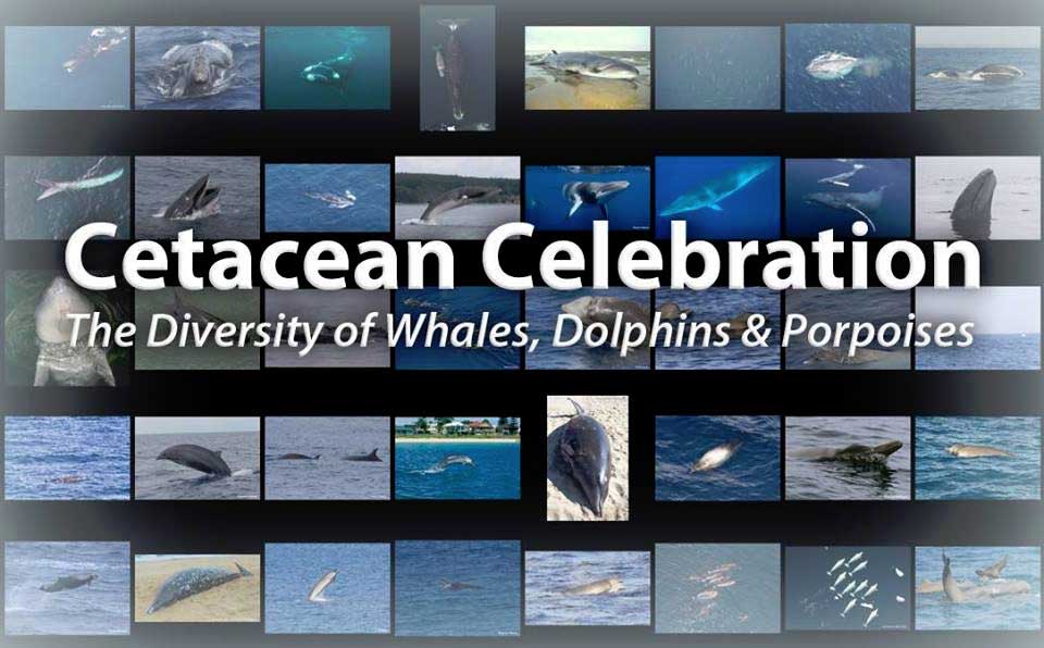 Cetacean Celebration with Uko Gorter