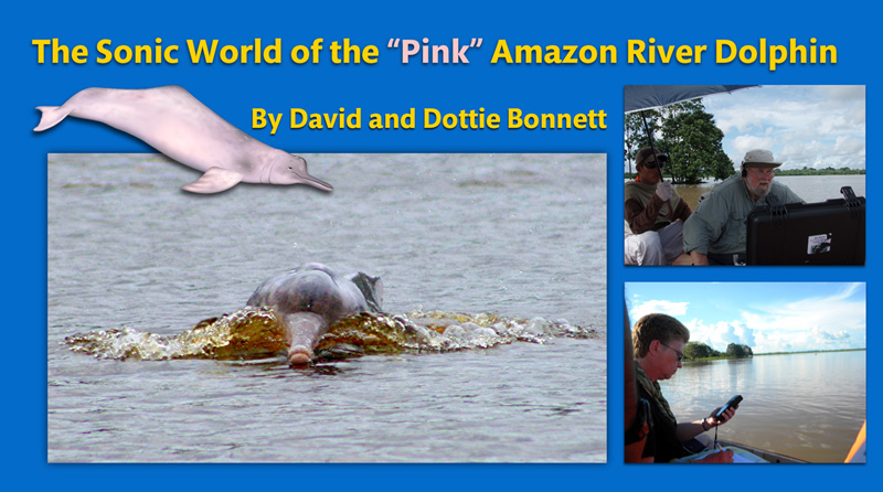 The Sonic World of the Pink Amazon River Dolphin