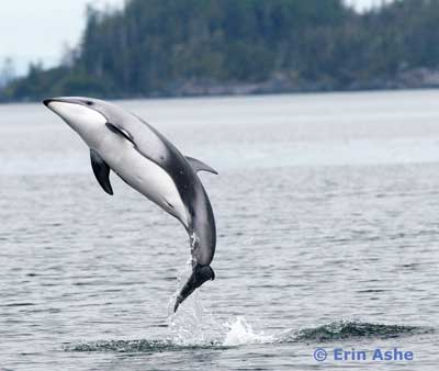 photo of a Pacific white-sided dolphin, (c) Erin Ashe