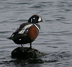 Harlequin duck by A Fritzberg
