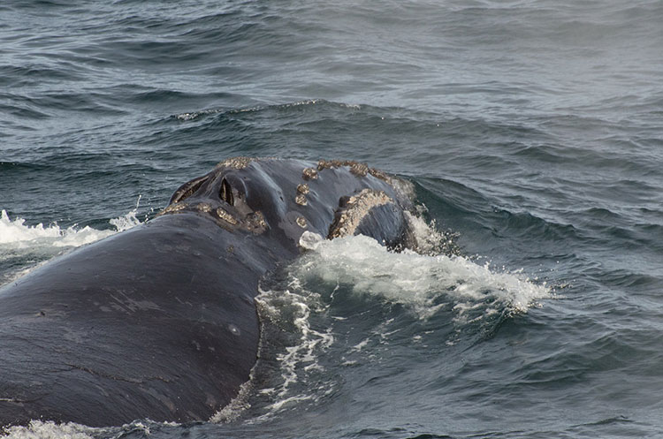 right whale, photo (c)  IWC