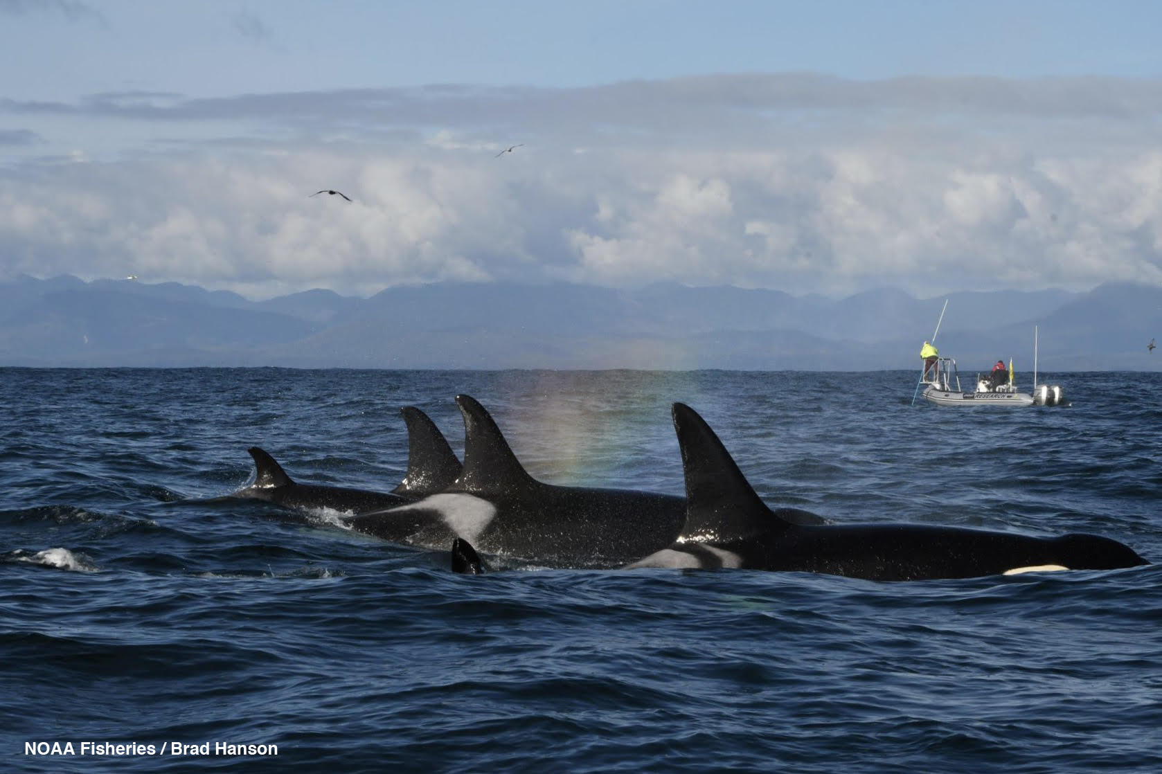 Lynne Barre – NOAA Fisheries, West Coast Regional Office, Southern Resident Killer Whales: An Update on NOAA's Species in the Spotlight
