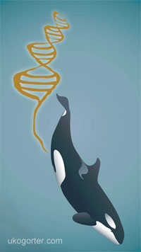 illustration of orca diving with dna poop, (c) Uko Gorter