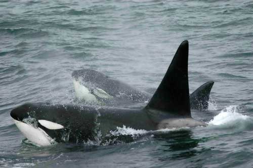 Biggs killer whales by Paul Wade