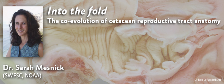 Dr. Sarah Mesnick - Into the fold: The co-evolution of cetacean reproductive tract anatomy