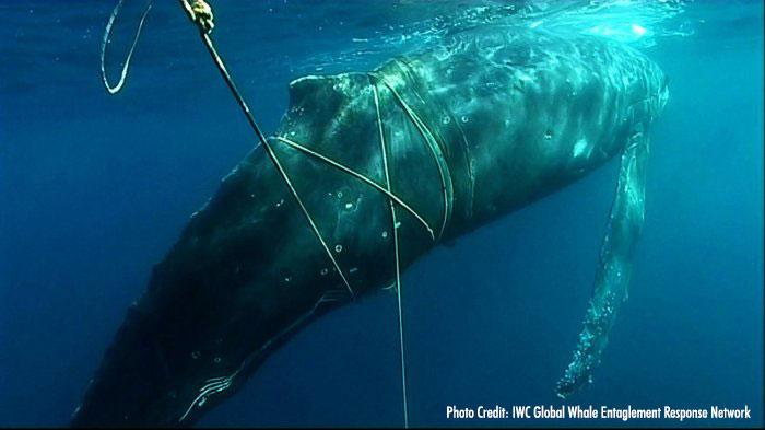 an entangled humpback, photo IWC Global Whale Entanglement Response Network