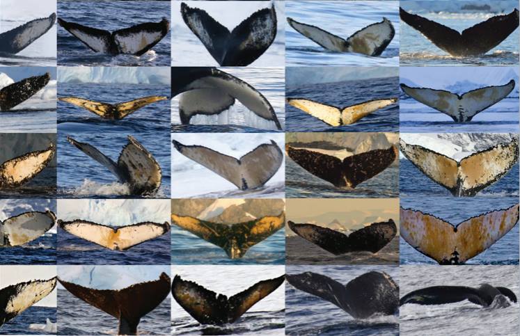 West Coast Humpback Whale Flukes