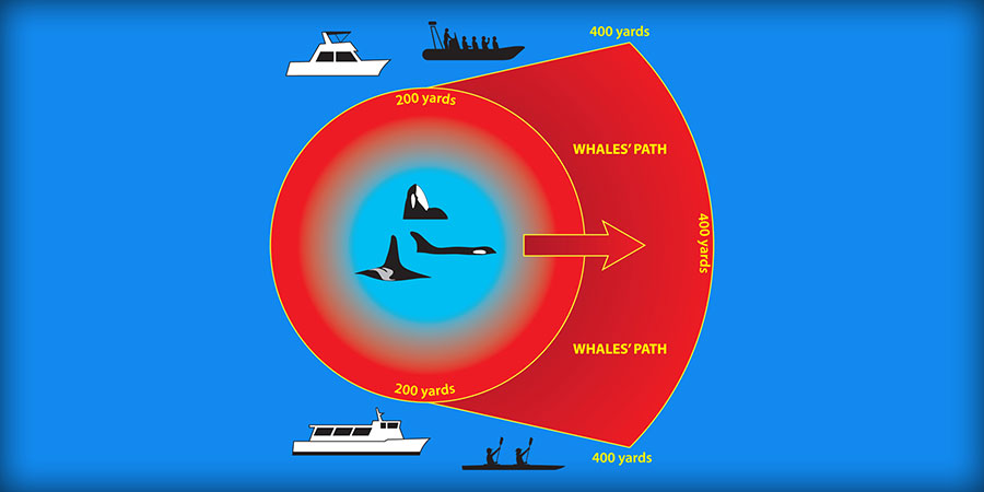 diagram of distance to stay away from SRKW